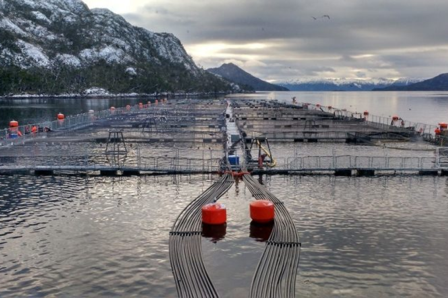 “Hay una demonización con el tema de las salmoneras”, advirtieron desde el sector mercantilSalmonicultura: “Acá no se habla de depredación, se habla de inversión responsable, con controles”