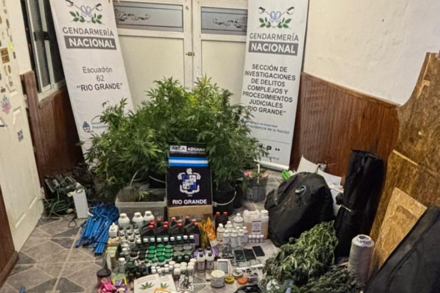 Gendarmería decomisó más de 55 plantas de marihuana en operativo realizado en Río Grande