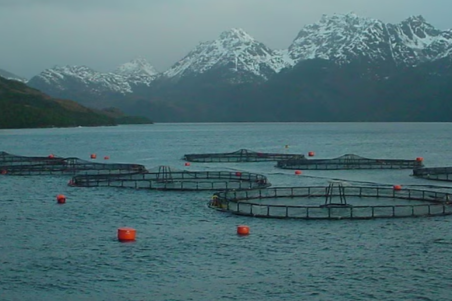 Salmoneras: la experiencia chilena y el proyecto en MalvinasEl proyecto para permitir las salmoneras sería aprobado en la próxima sesión de la Legislatura