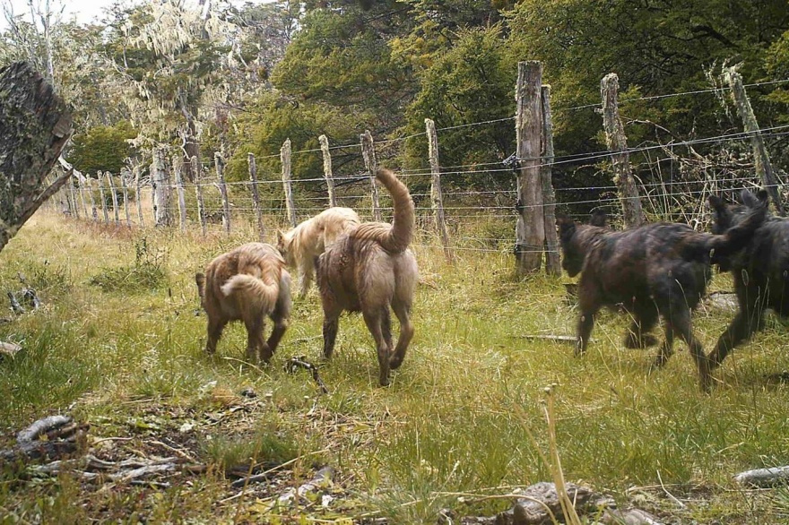 Lanzan campaña para frenar el impacto de los perros sueltos y asilvestrados en Tierra del Fuego