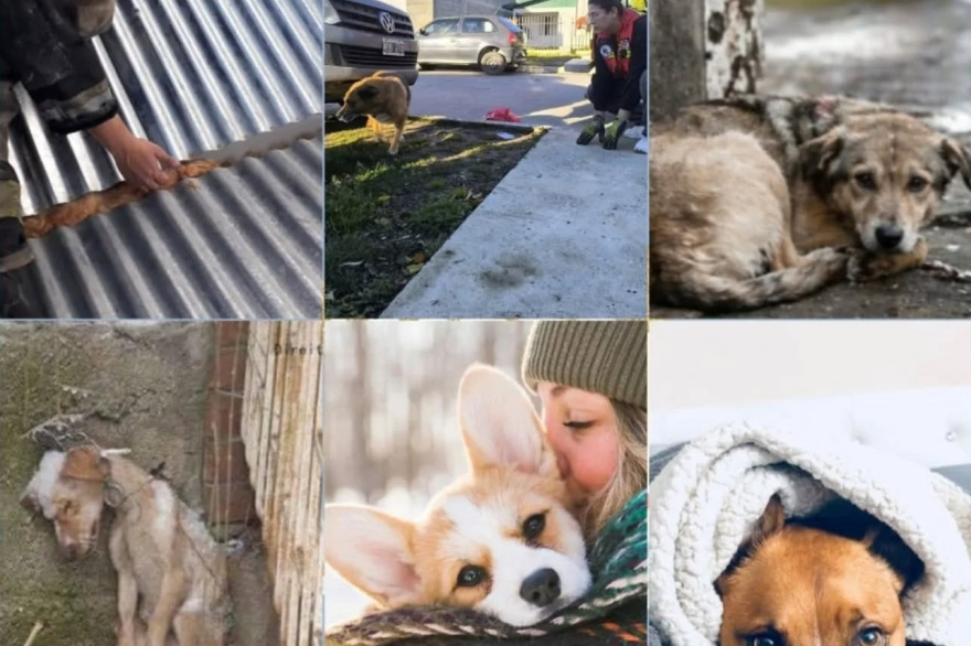 Bomberos Voluntarios de Río Grande lanzan una campaña para proteger a las mascotas durante el invierno