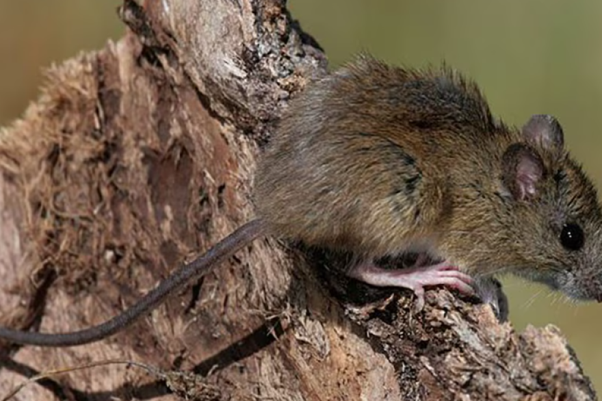 Sin casos ni antecedentes en Tierra del Fuego: qué hay que saber y cuándo consultar por hantavirus