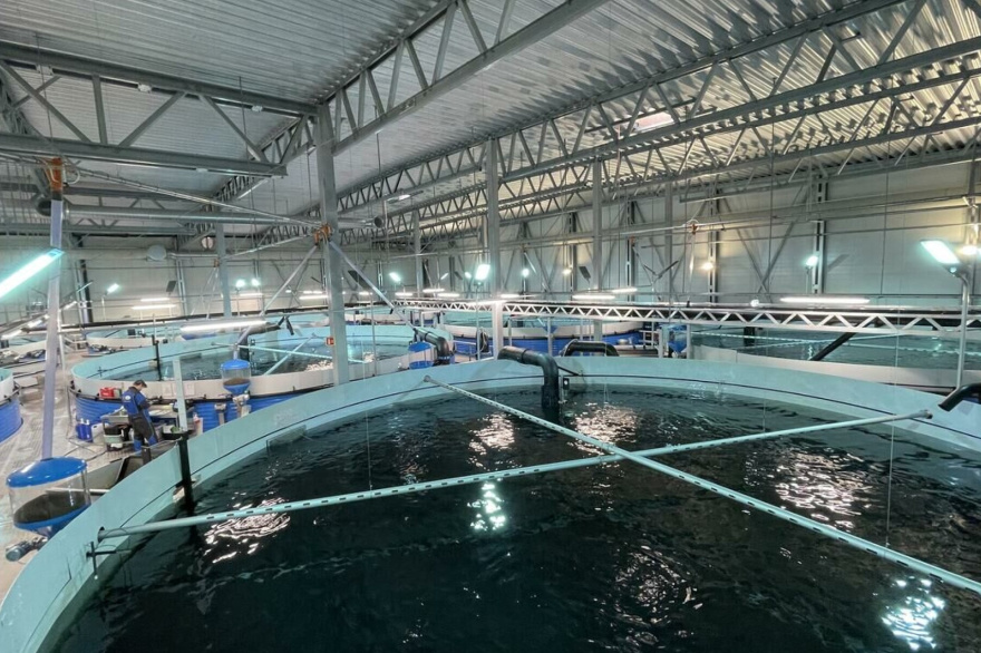 Proyectan una planta salmonera que podría generar 250 puestos de trabajo en Río Grande