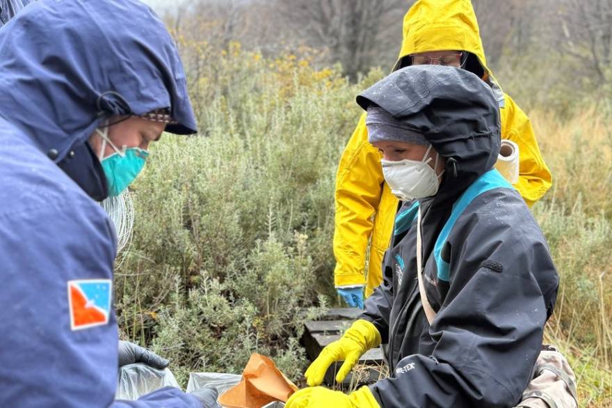 Por primera vez encuentran hantavirus en Tierra del Fuego: por qué no lo asocian al brote del crucero