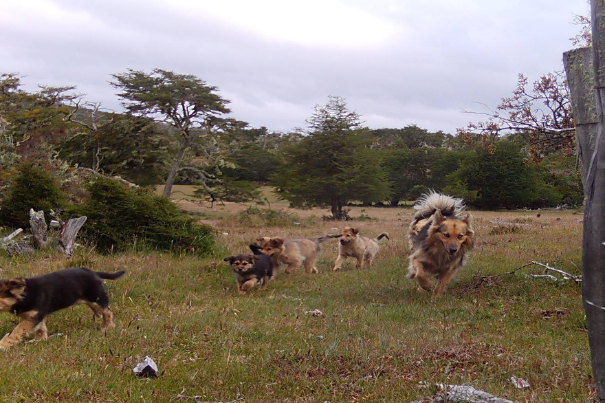 Tierra del Fuego refuerza acciones frente a la problemática de los perros sueltos y asilvestrados