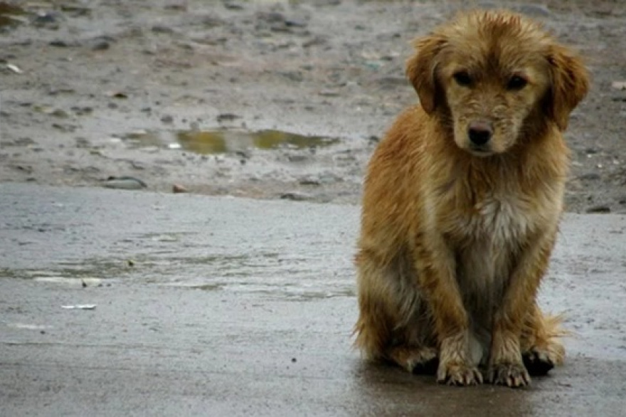 Piden denunciar casos de maltrato animal ante las bajas temperaturas extremas en Río Grande