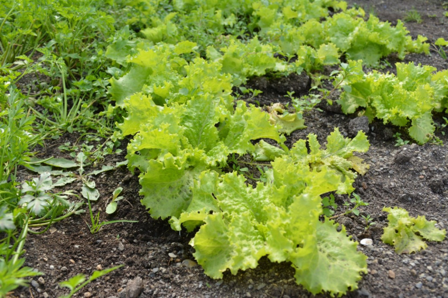 Comienza nuevo ciclo de capacitaciones en ‘Buenas Prácticas Agrícolas’ para el sector hortícola fueguino