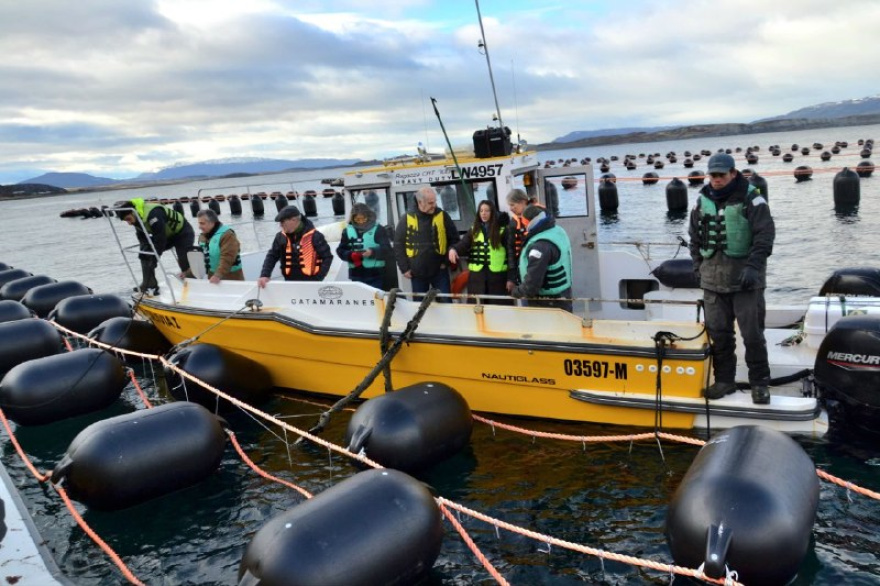 Tierra del Fuego potencia la acuicultura: proyecta producir hasta 1.500 toneladas de mejillones