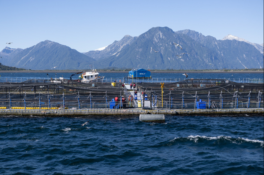 Coto rechazó el proyecto salmonero británico en Malvinas y apuntó contra Greenpeace