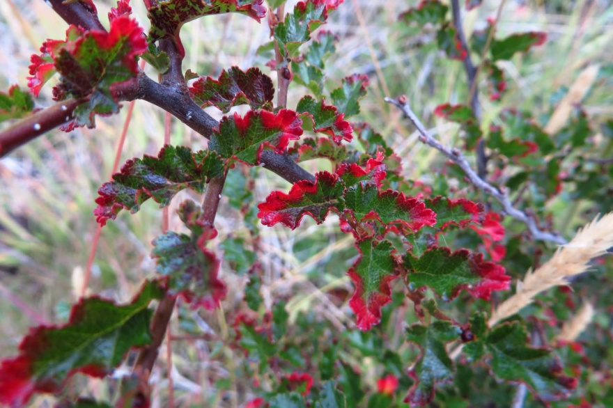 Ya está disponible el primer capítulo de la ‘Guía de Flora de las Áreas Naturales Protegidas’ fueguinas