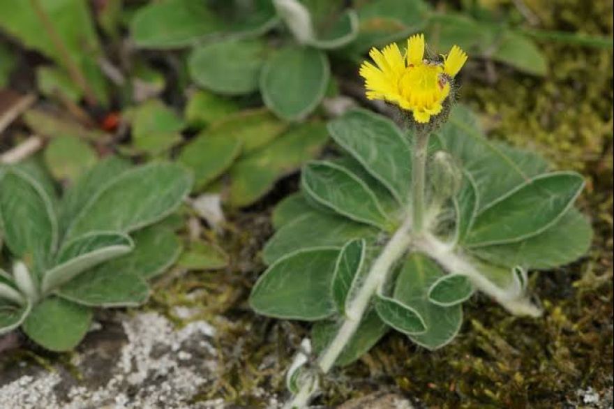 Gobierno firmó acuerdo con INTA para controlar el crecimiento de una planta que afecta a la ganadería fueguina