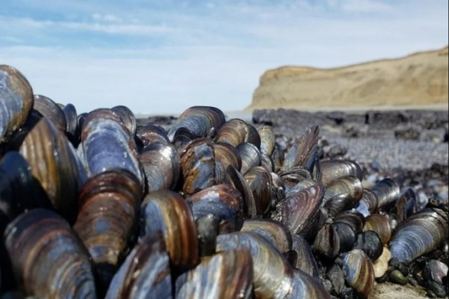 Prohíben la recolección de moluscos en sectores del Canal Beagle y toda la costa atlántica provincial